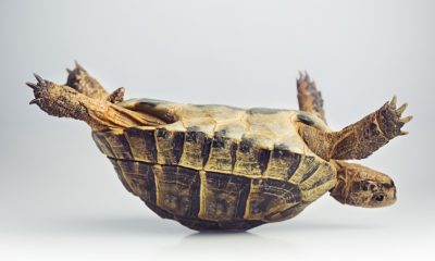 Turtle on its back